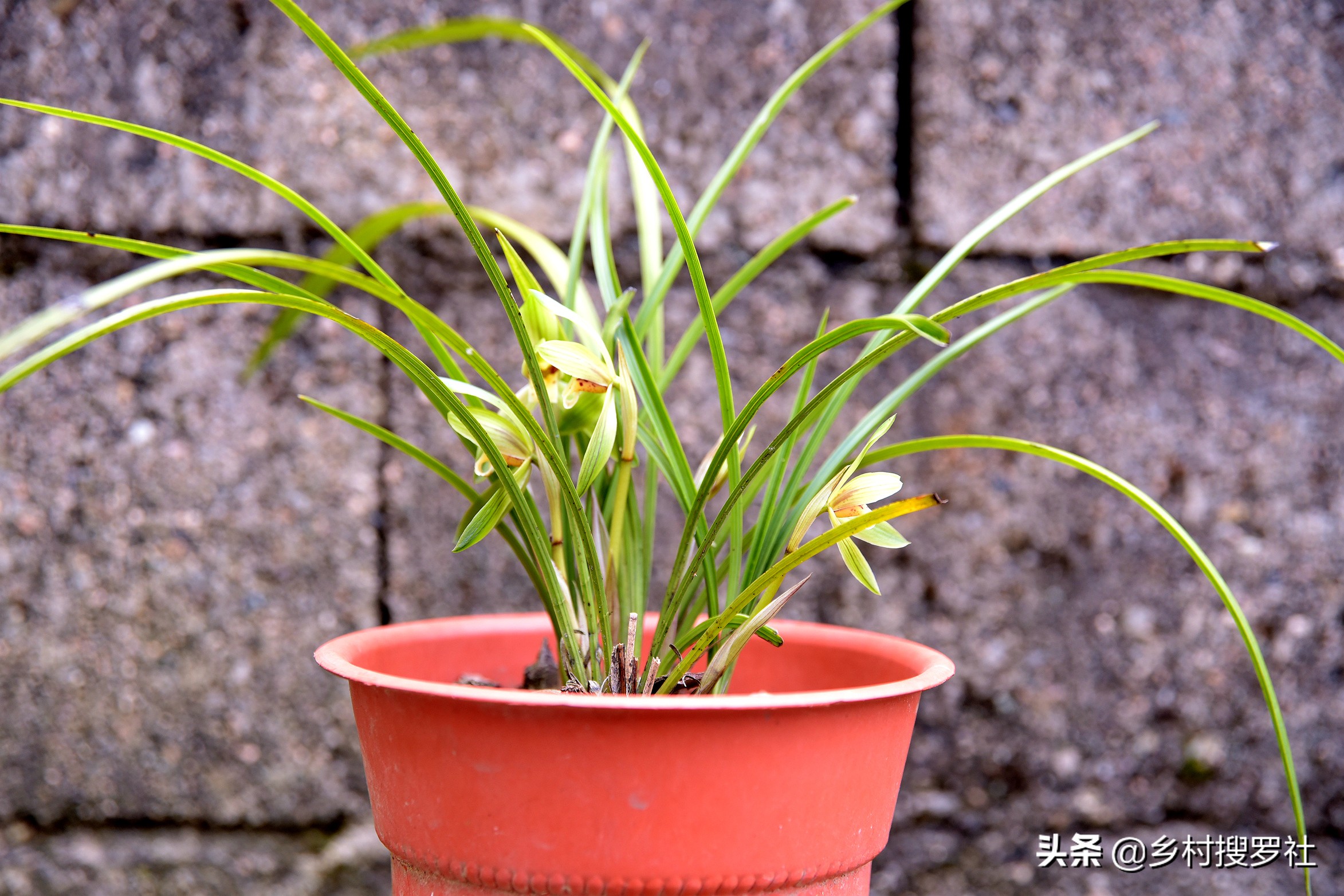 兰花如何栽培才长得好,兰花如何栽培才能长得茂盛