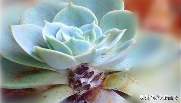 多肉玉蝶叶片有黑斑怎么办,玉蝶多肉叶片霉烂是怎么回事