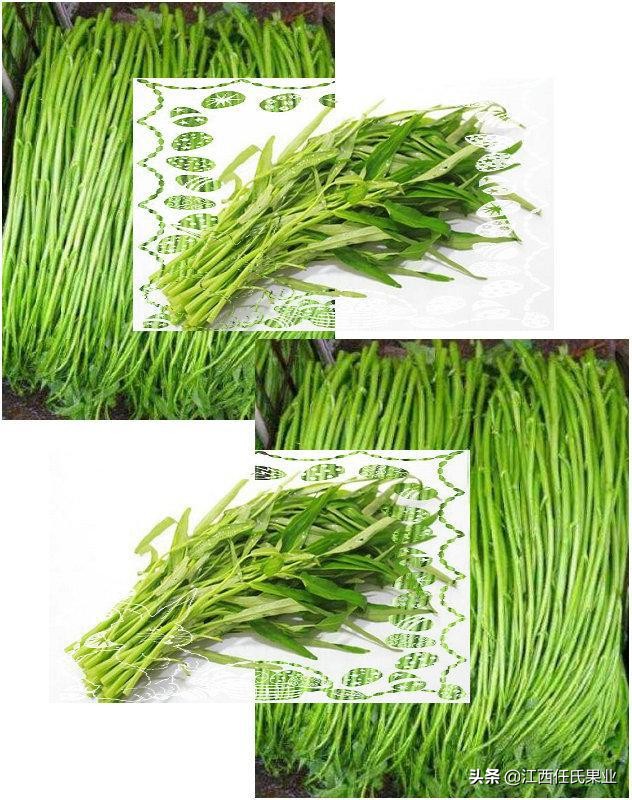 黎川空心菜种植方法图解,在贵州空心菜怎样种植才好