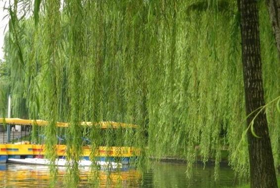 柳树种植技术与管理病虫害有哪些,柳树苗的栽培与管理