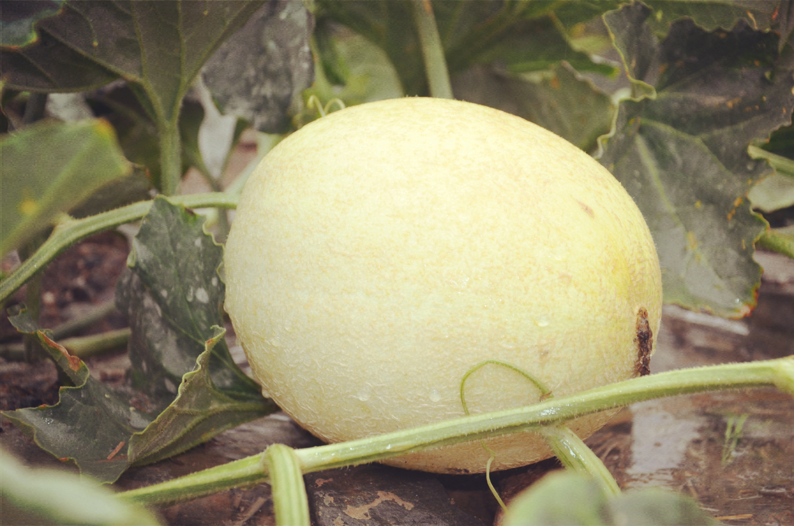 都热成什么亚子啦！网友：39℃的天，我只想来口蜜瓜压压惊