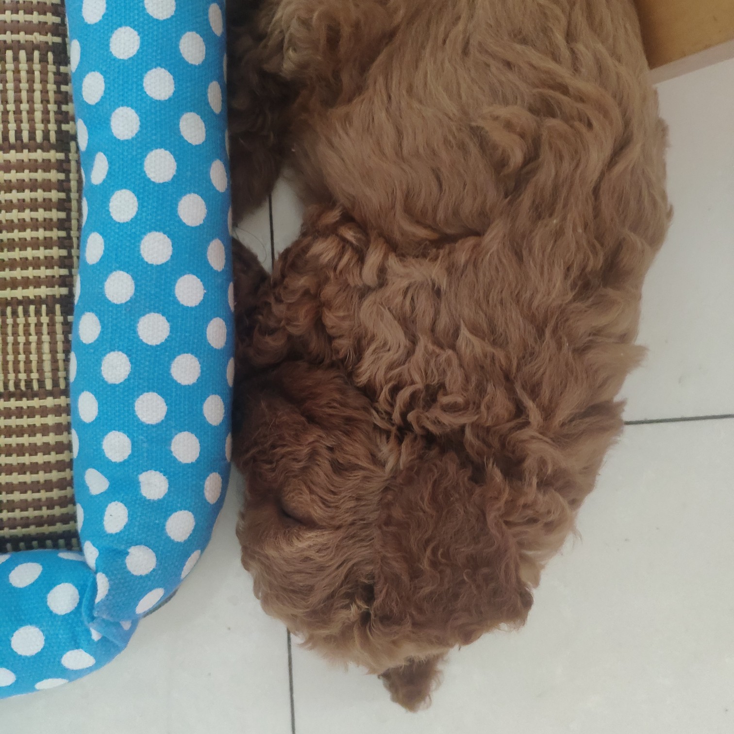 小泰迪总喜欢站着怎么办,小泰迪被冷落的表现