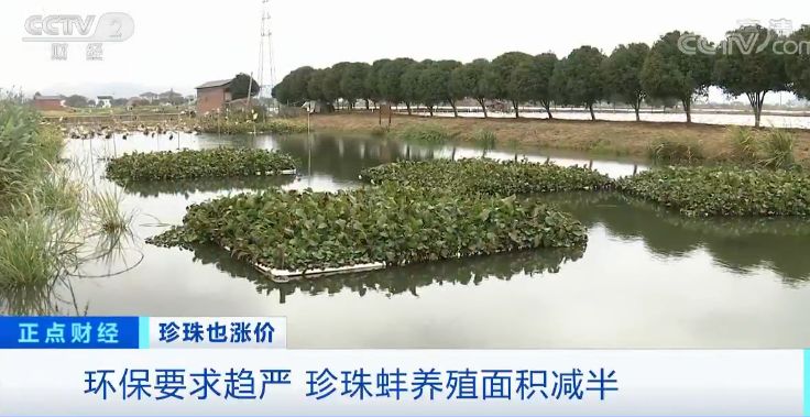 珍珠价格连续三年上涨视频,珍珠价格上涨的原因视频