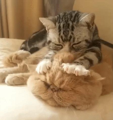 为什么很少有人养加菲猫,最难养的猫加菲猫