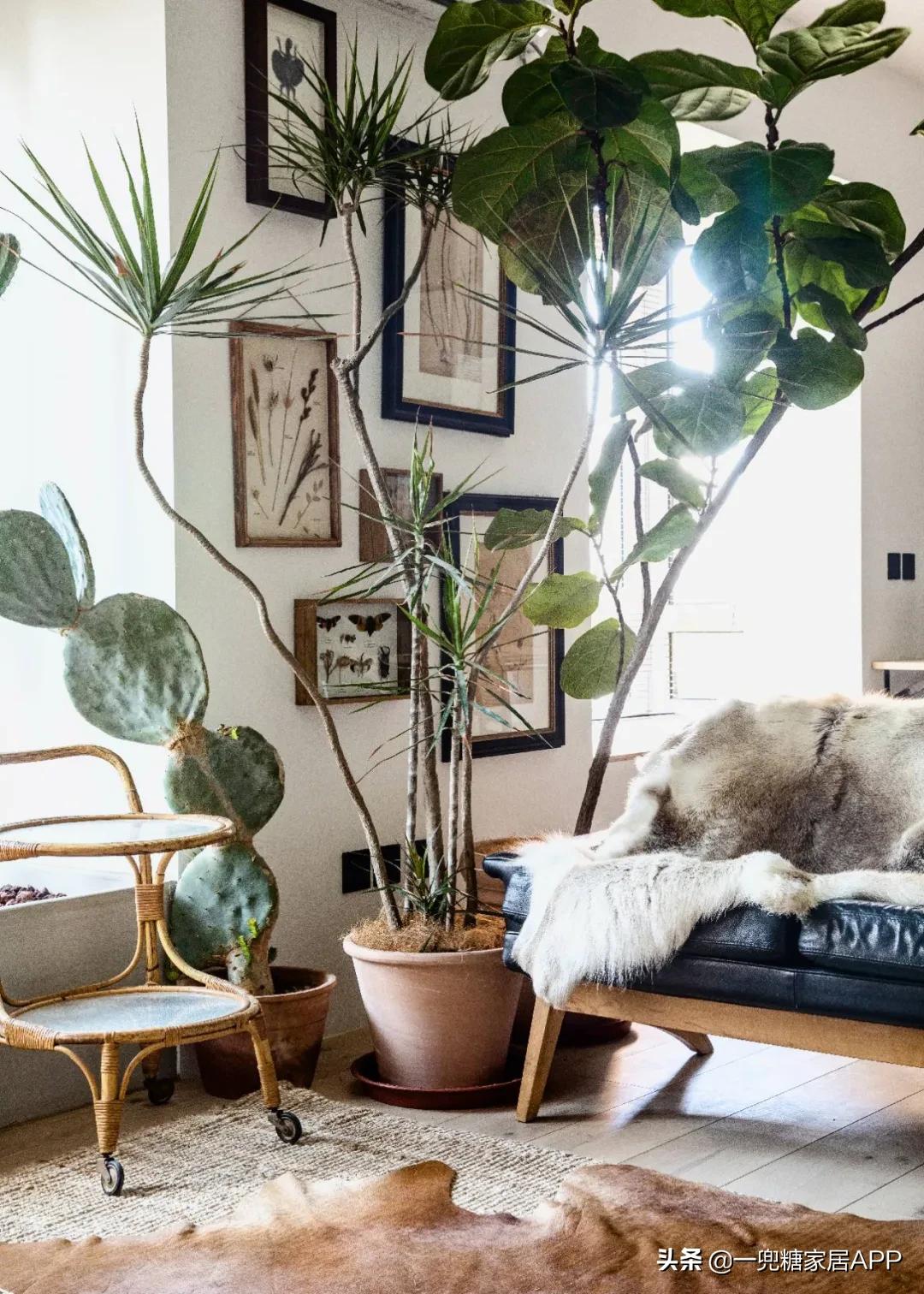 手残党绿植大全,给大家推荐几款超好养的绿植