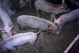 猪坏死性皮炎和渗出性皮炎,猪渗出性皮炎的原因和治疗方案