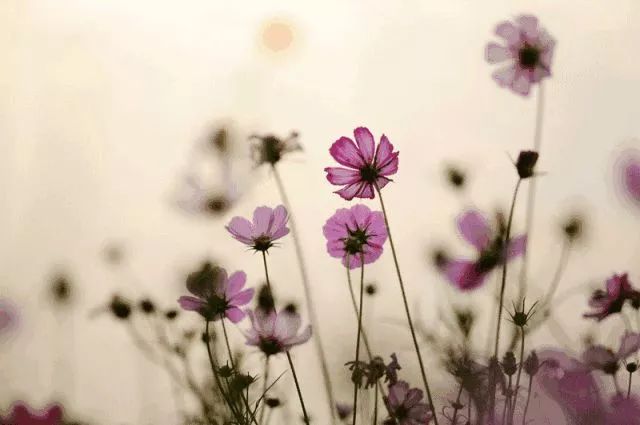 妇科炎症吃什么中药调理,妇科炎症口服什么药可以治愈