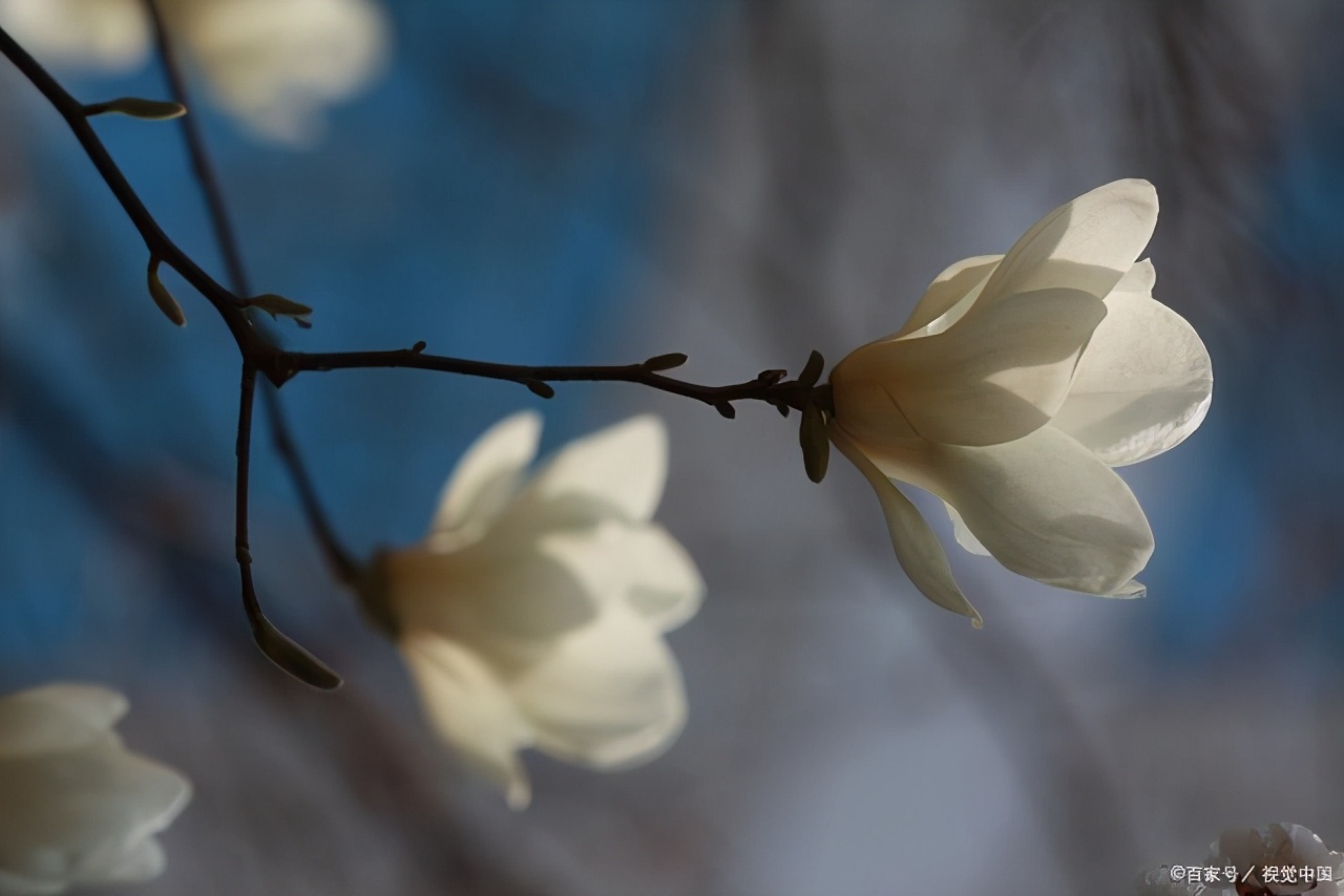 文徵明玉兰图花语,江南四大才子文徵明