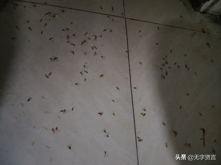 雨后家里全是小飞虫怎么办,夏天雨后出现的飞虫