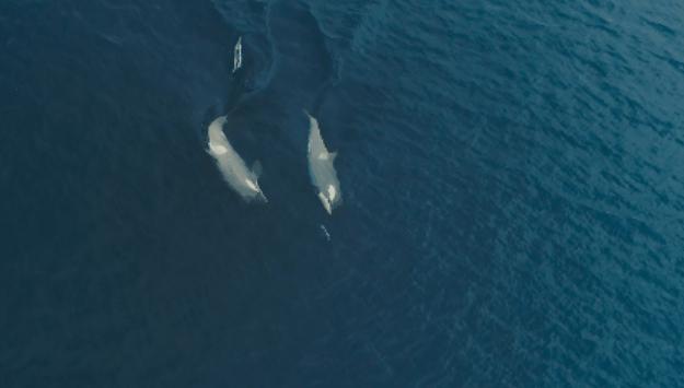疫情在家陪娃学习新技能,在家隔离教你怎么训练孩子