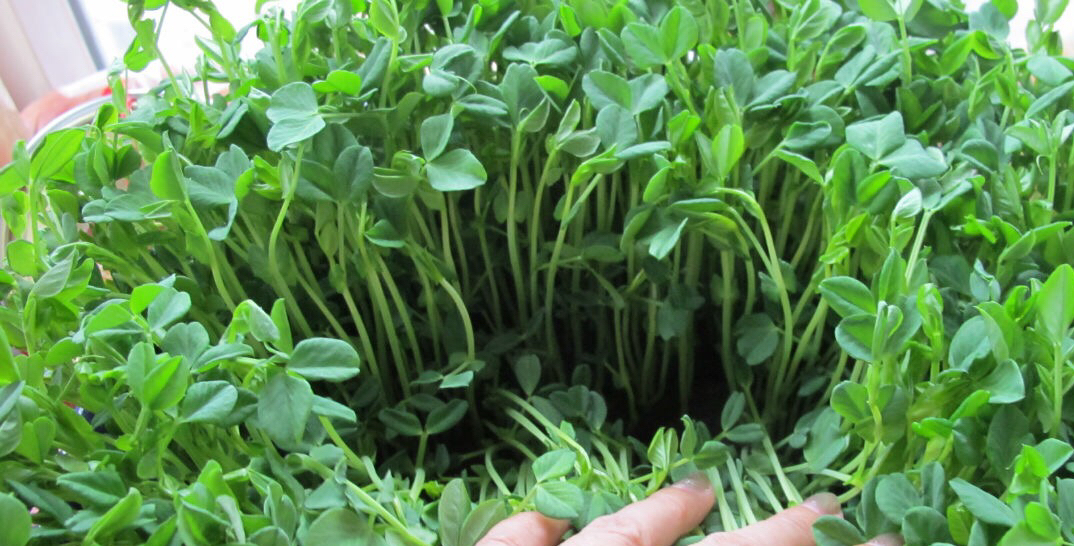 阳台种菜阳光不足种什么菜好,阳台上种菜没光照怎么办