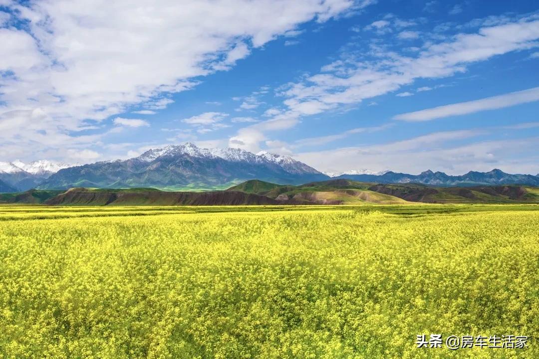 金黄的油菜花让你留连忘返,春季打卡好地方油菜花开醉游人