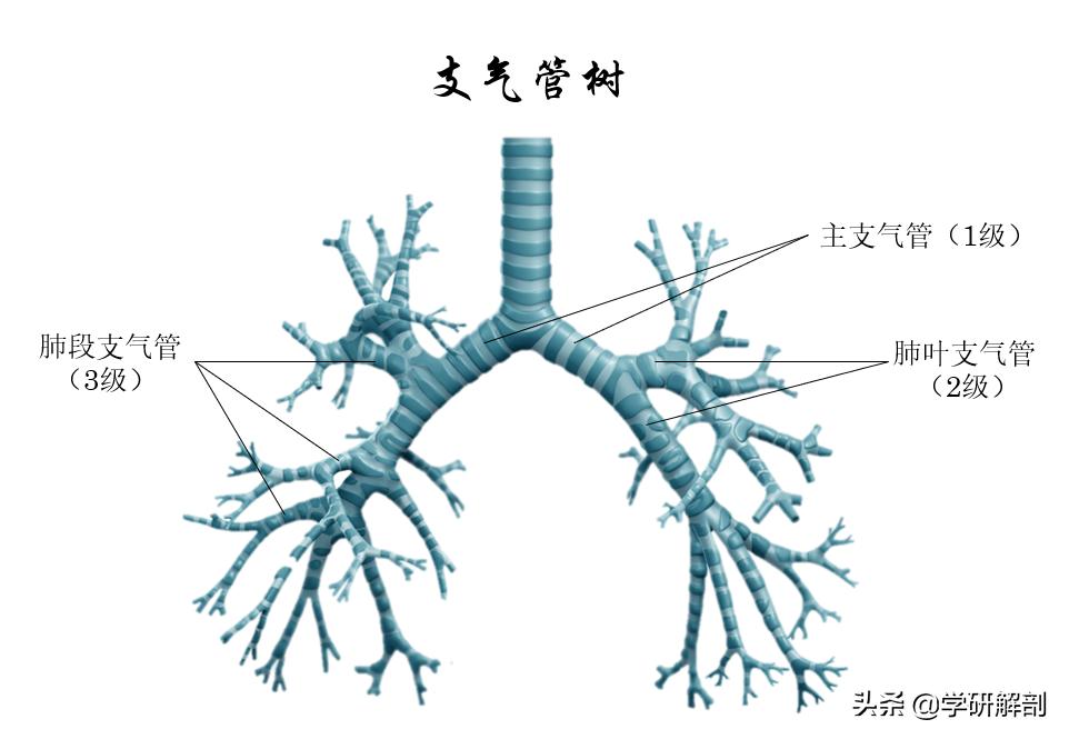 感染新冠的肺解剖图,第一例新冠肺炎解剖病例