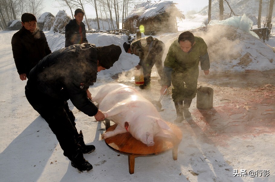 回忆年味东北杀猪菜图片,杀猪菜东北农村年味