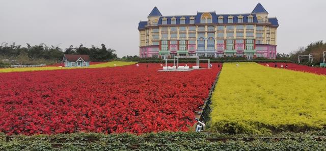 百万葵园二日游最佳路线图,广州百万葵园春天旅游攻略