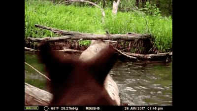通过隐藏在小河边上的摄像机，我们看到了森林童话真正的样子