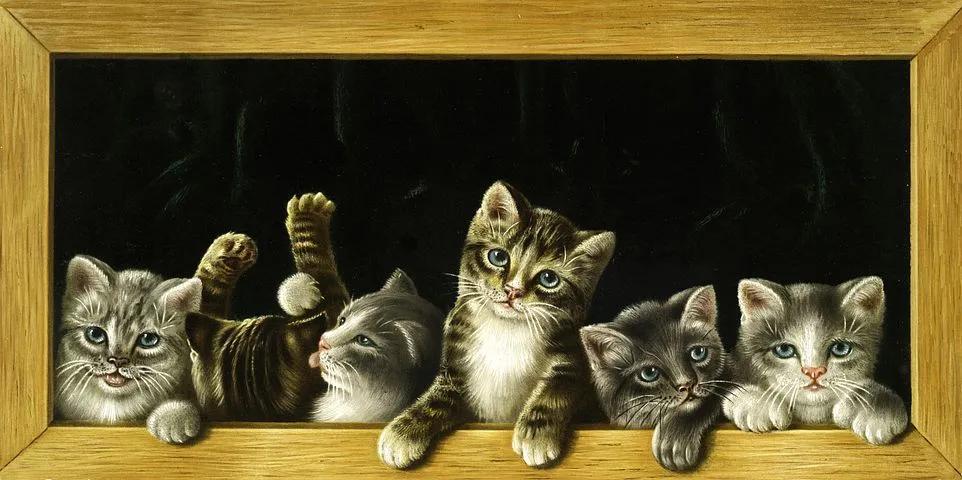 抖音萌宠达人TOP100盘点，又增2个千万级KOL