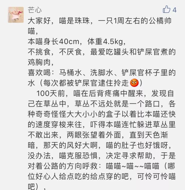 新手养刚出生的小奶猫怎么养,刚出生的小奶猫如何喂养才能养活