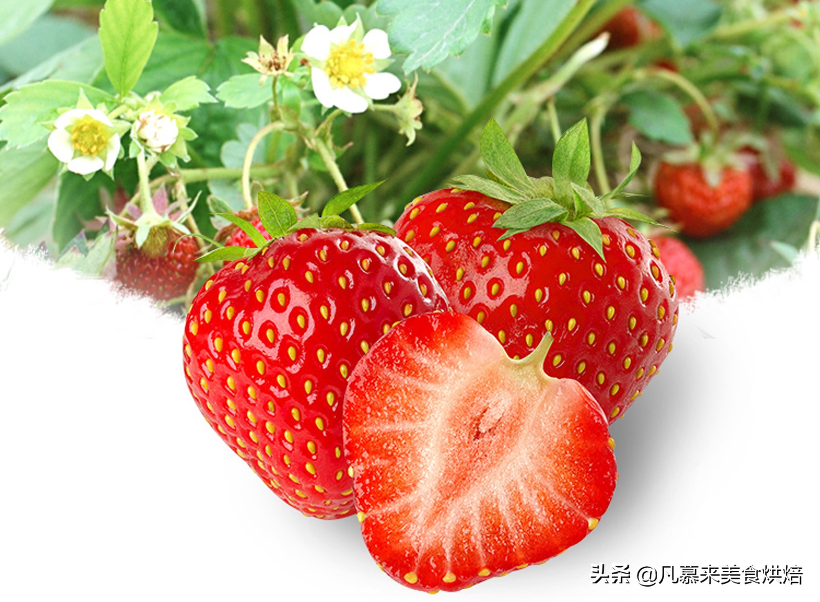 草莓哪个品种最好吃又好种,2018产量最好最大的草莓品种