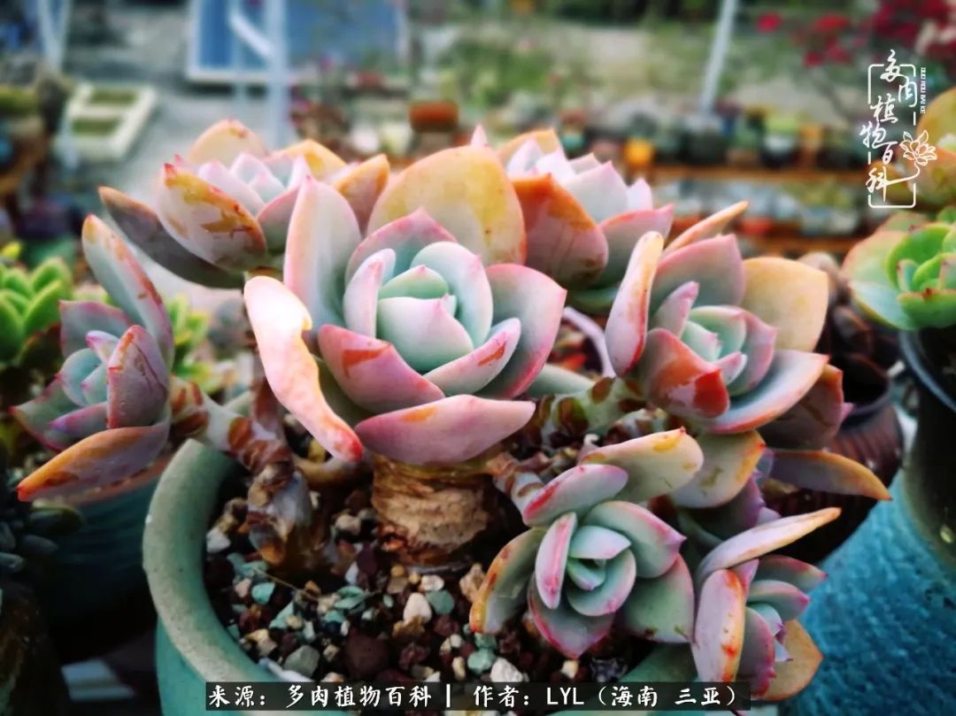 养多肉一年花了3万,养多肉一千多盆