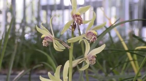 桐柏什么地方种兰花,桐柏种兰花