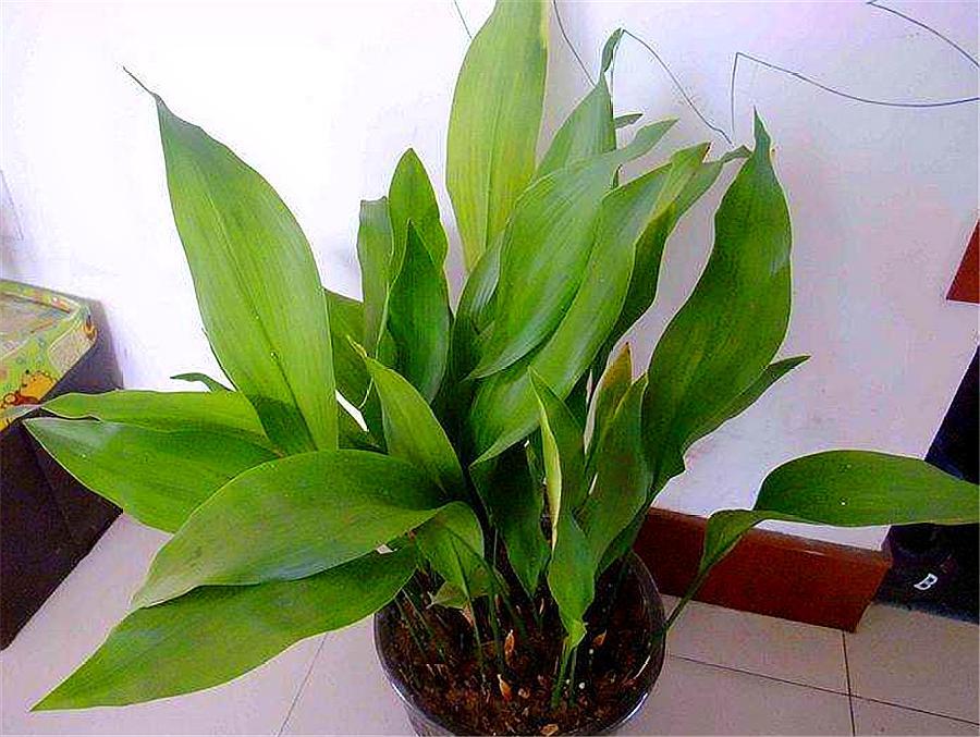 一叶兰的叶子长得又矮又小,一叶兰多久长新叶