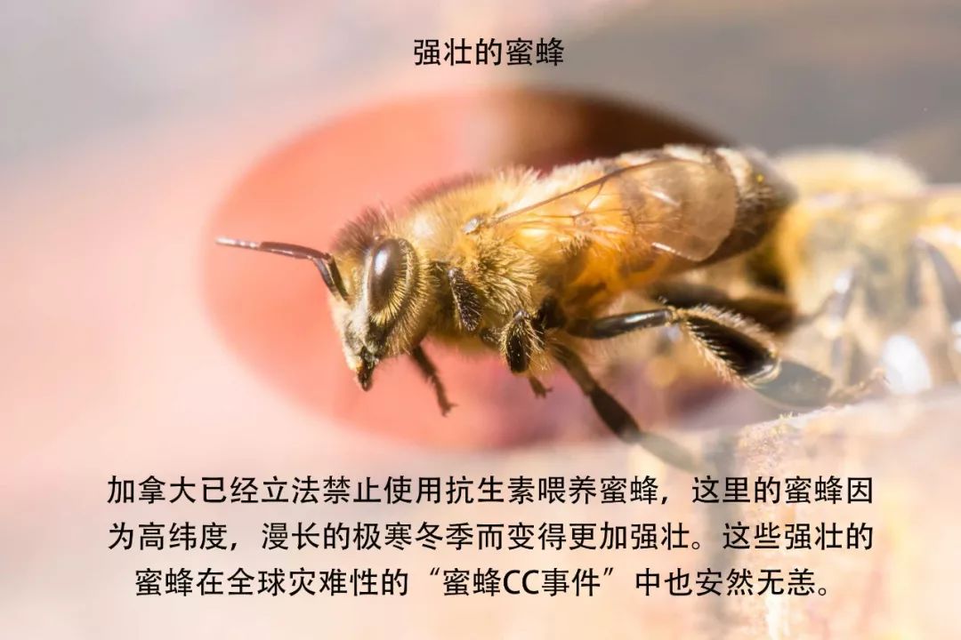 温德尔庄园成熟纯蜂蜜,温德尔庄园白蜜