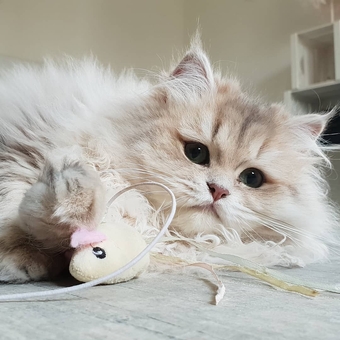 猫咪流鼻涕是什么原因引起的,猫咪长期流鼻涕怎么回事