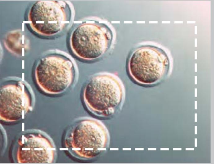徕卡显微镜所有型号,常见徕卡显微镜怎么样
