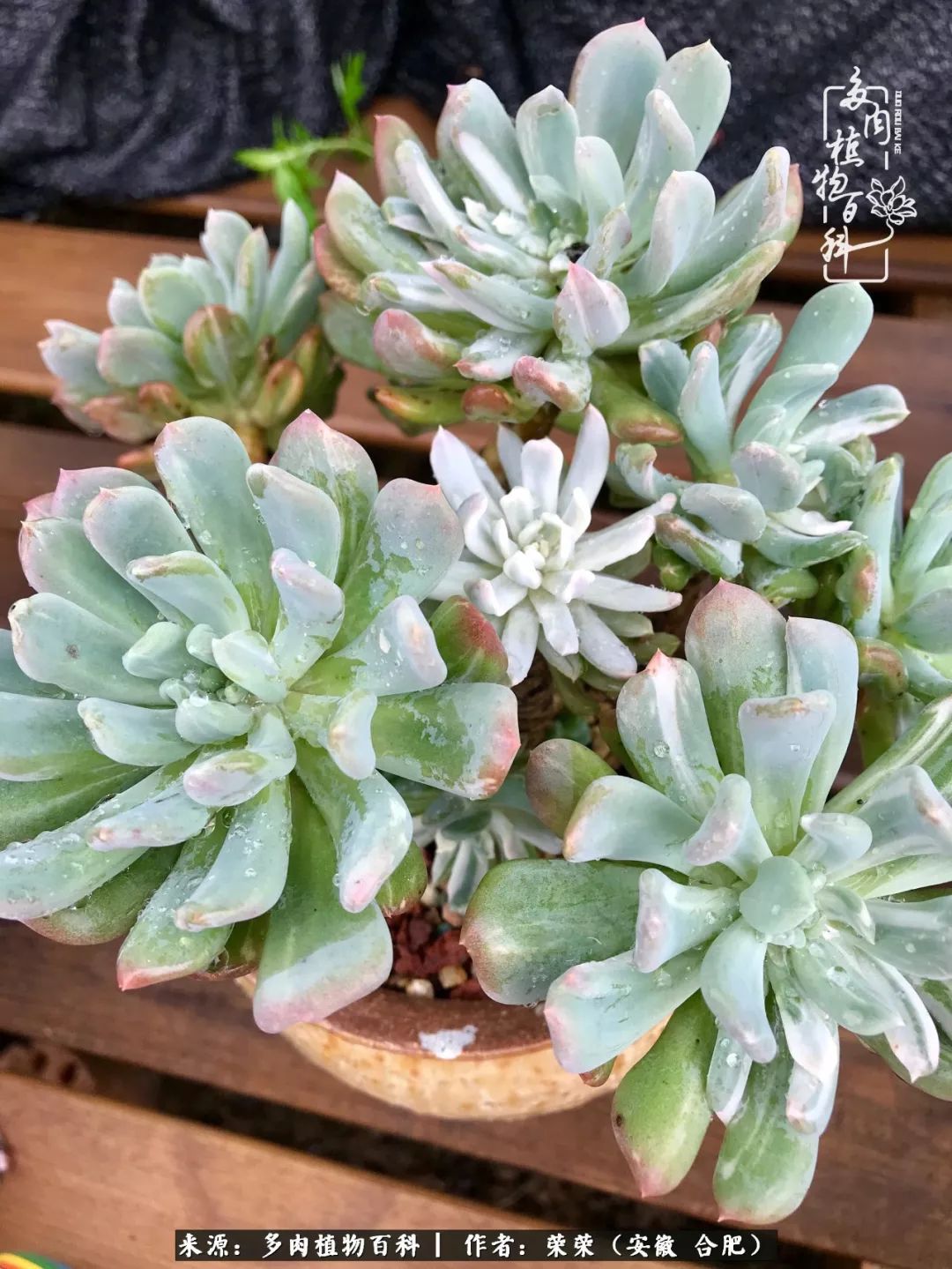 入秋后多肉是露养好还是室内养好,入夏后露养的多肉要搬进室内吗