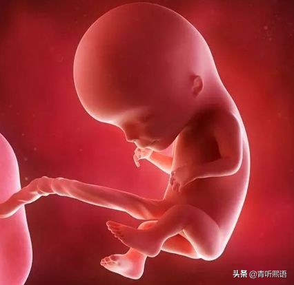 产检时间有什么讲究？医生从胚胎1周到40周成长史来解释原因。