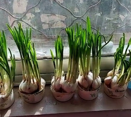 爆笑作业和作文,爆笑作业大全