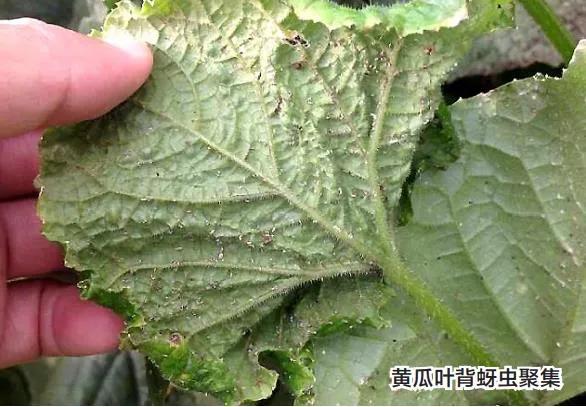 蚜虫粉虱,抗性粉虱蓟马蚜虫该怎么打呢