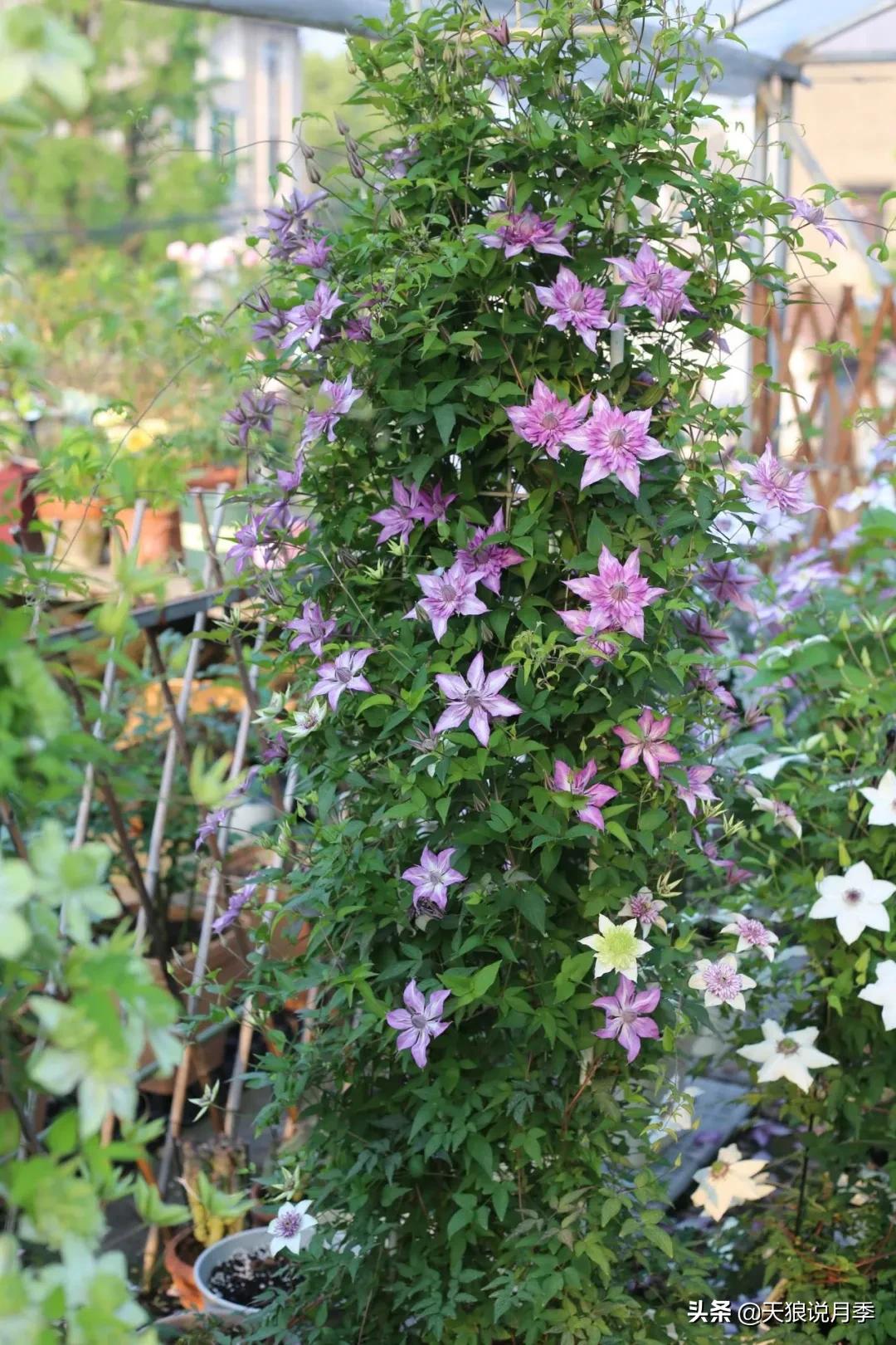 别人做梦都想要的花墙，他早就用铁线莲实现了
