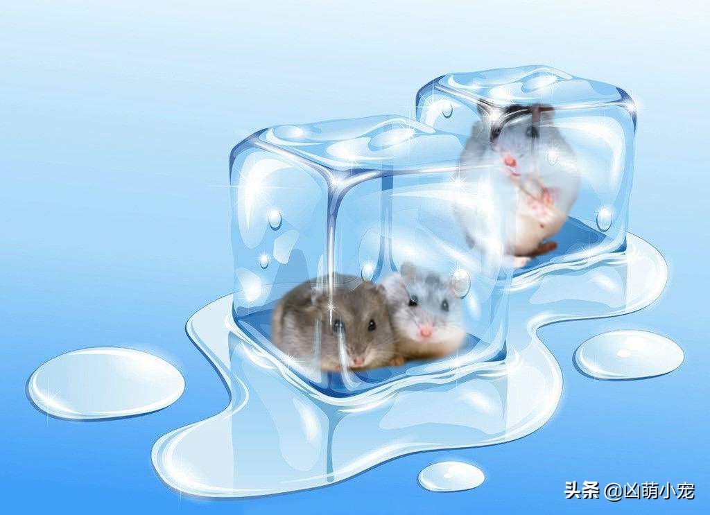 怎么让自家仓鼠不咬人,怎么让你家仓鼠喜欢你