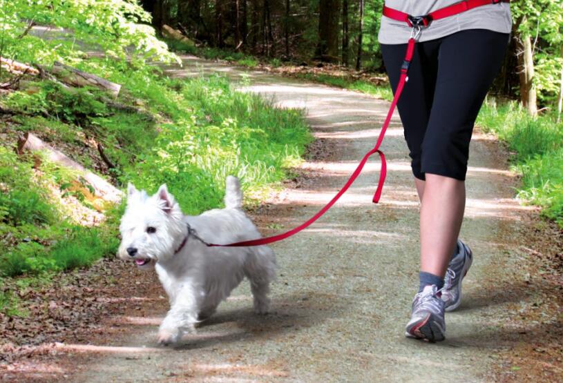 如何训练狗戴牵引带,怎么训练狗牵引