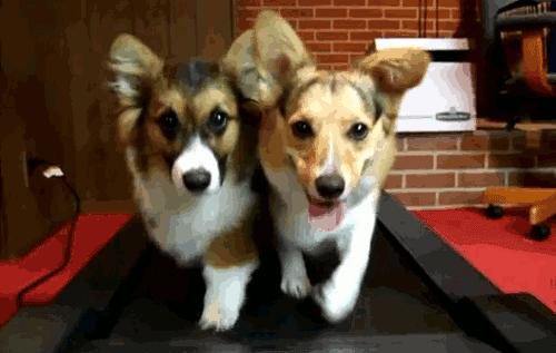 狗狗绝育vs不绝育差别还是很大的,狗狗应该绝育么