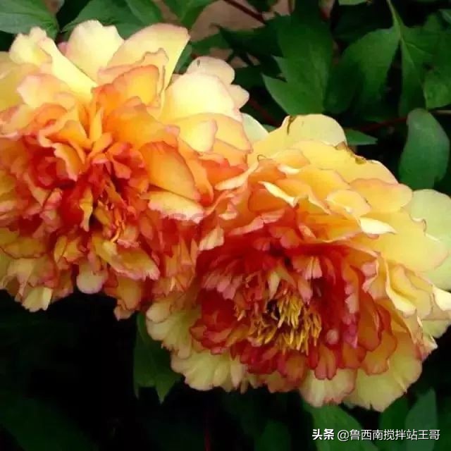 牡丹十大品种九大花系,牡丹进口品种图片及名称