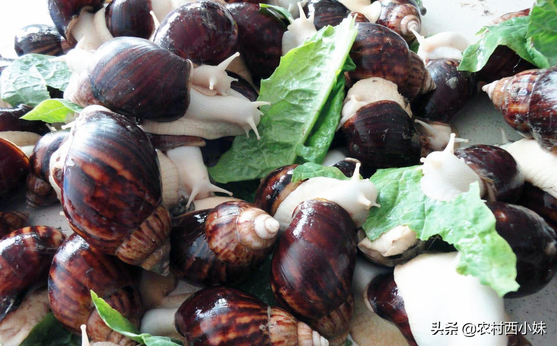 白玉蜗牛养殖注意事项和禁忌,白玉蜗牛的养殖条件是怎样的