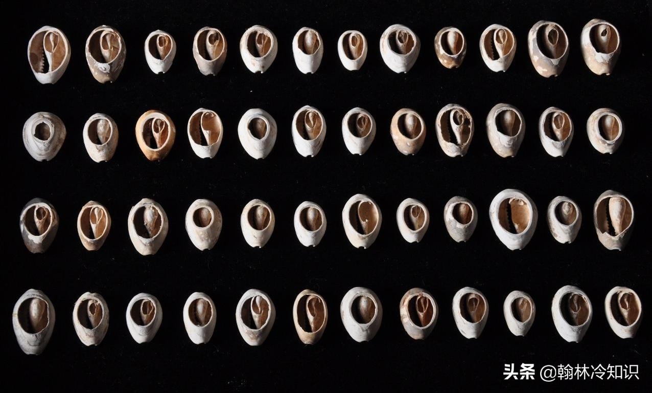 海边捡的贝壳能值多少钱,海边贝壳值钱吗