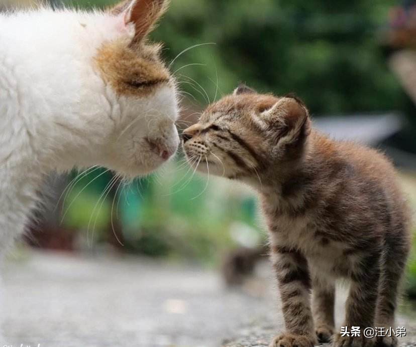 如何让猫咪变得十分乖巧特别粘人,猫咪怎么才能不闹猫