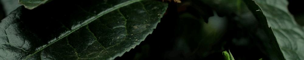 临沧岔箐古树普洱茶特点,梅子箐大树普洱茶的特点