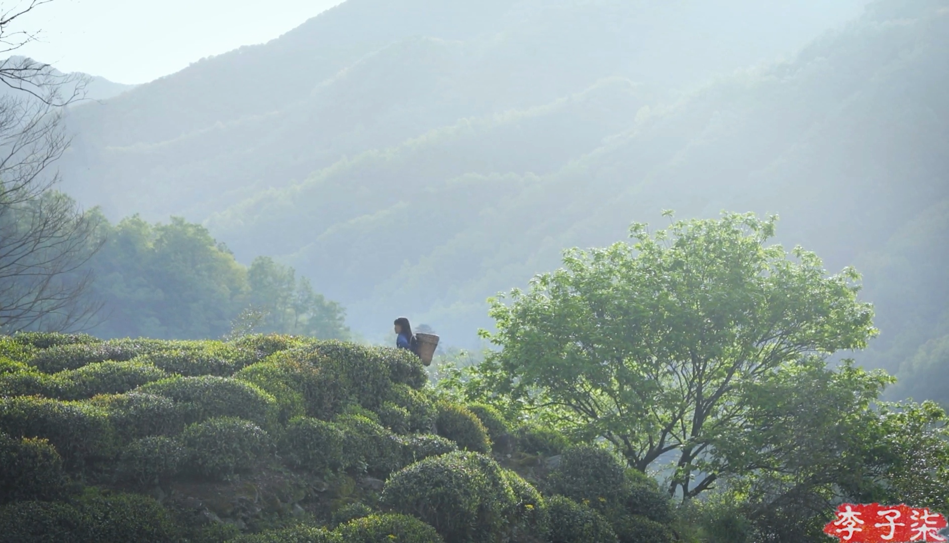 李子柒茶文化视频,李子柒视频中用的茶壶