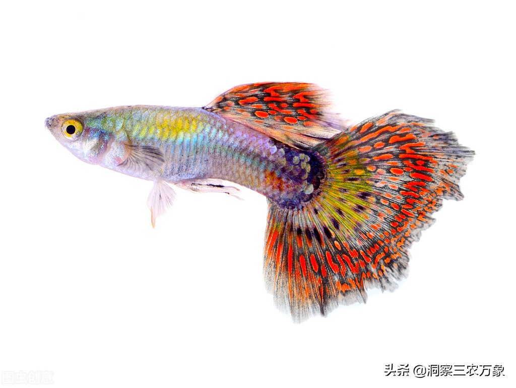 鱼贩子养鱼不死鱼的三个绝招,养鱼不死鱼的三个绝招小视频