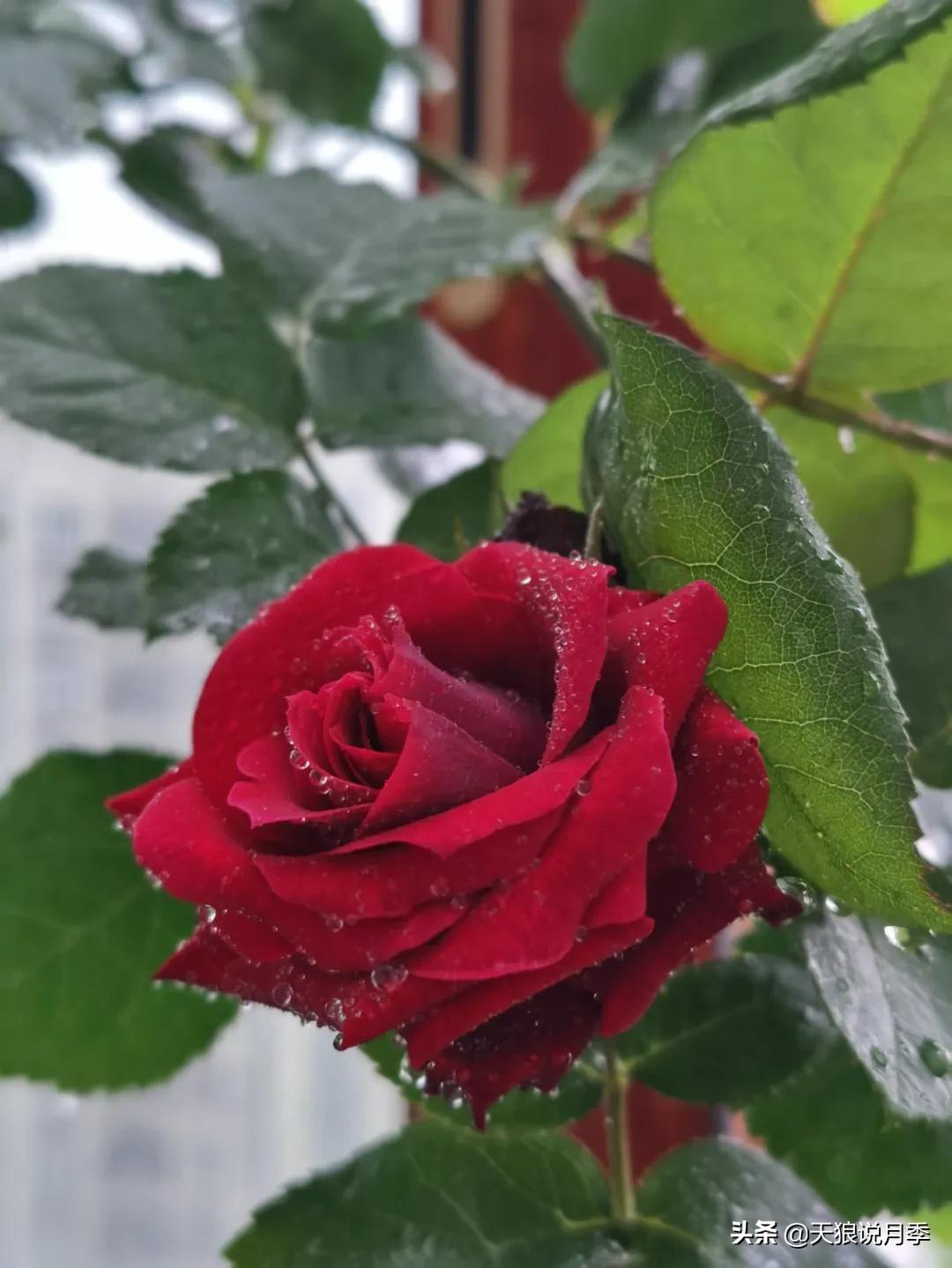 月季春季第一波花要不要剪,月季春季第一波花开后嫁接