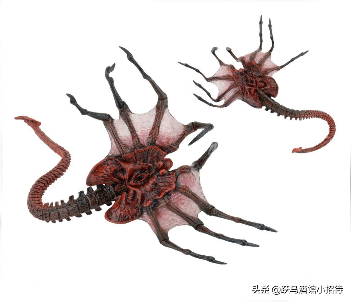 异形抱脸虫交替过程,异形抱脸虫种类