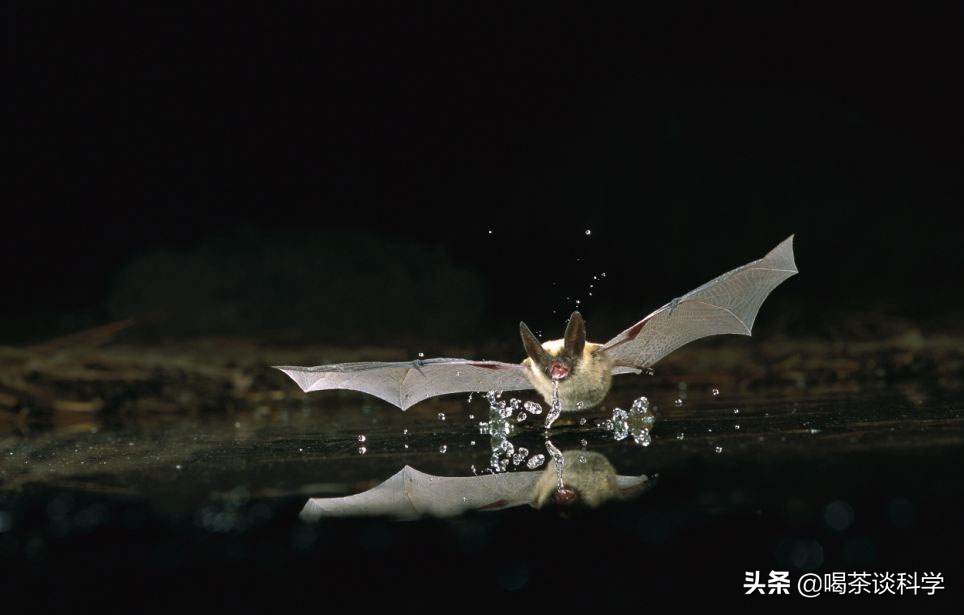 蝙蝠疫情的认识,蝙蝠疫情的危害