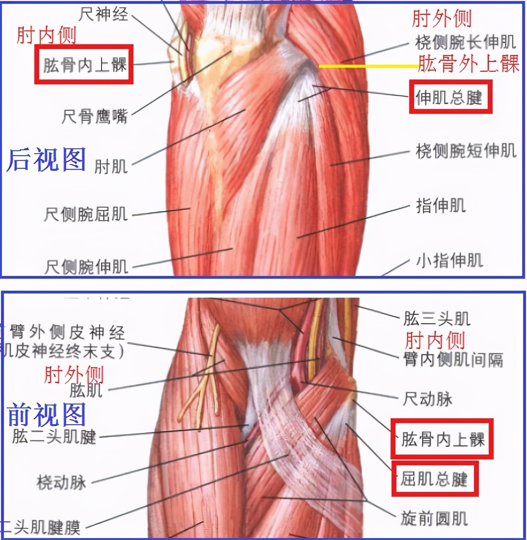 “网球肘”和“高尔夫球肘”的自我康复