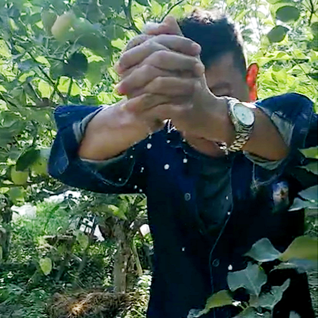 关于我与*疆新**库尔勒香梨的那些事儿