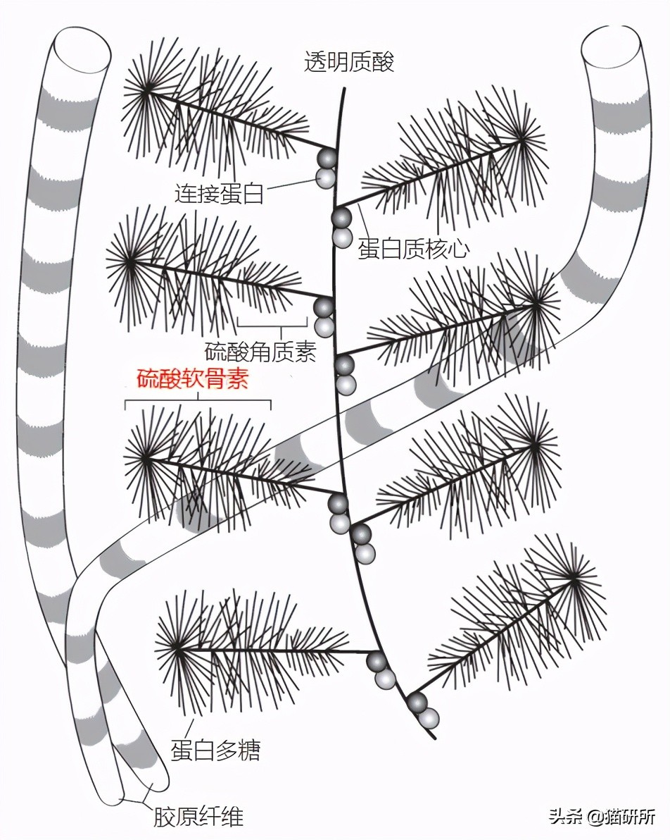 软骨素治膝盖痛,软骨素对膝盖疼痛有效果吗